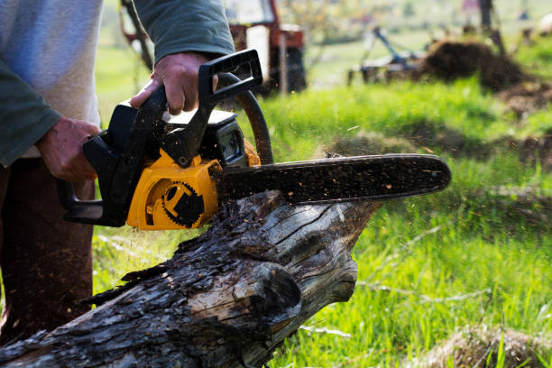 How Our Tree Care Process Works  in  Hurleyville, NY